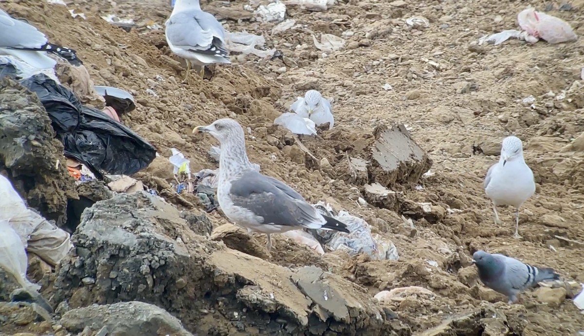 Kaio iluna - ML647078315