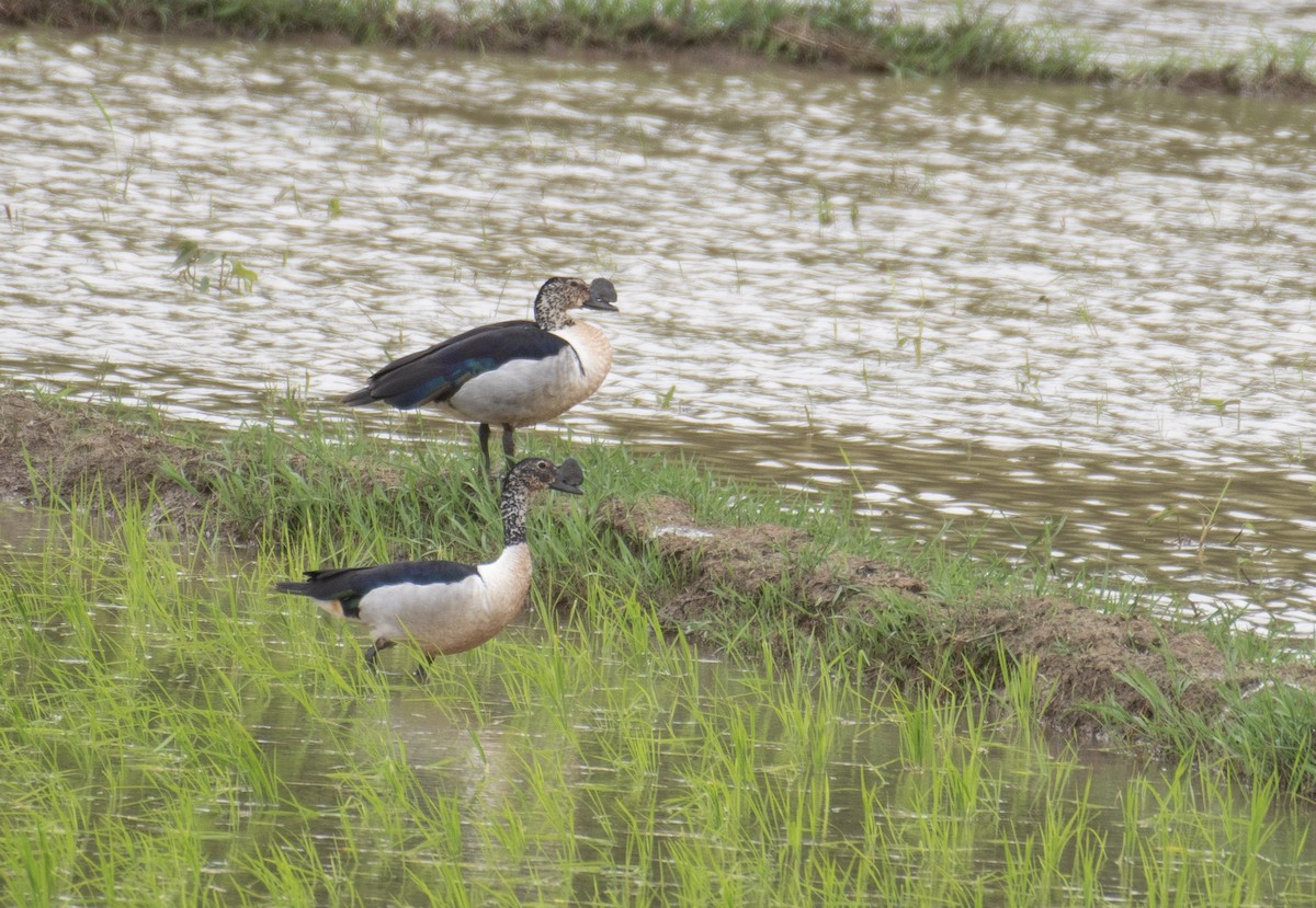 Knob-billed Duck - ML647078318