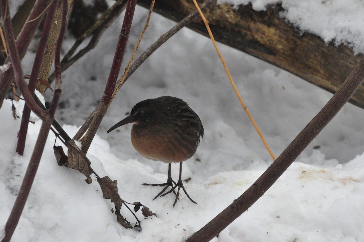Пастушок віргінський - ML647078331