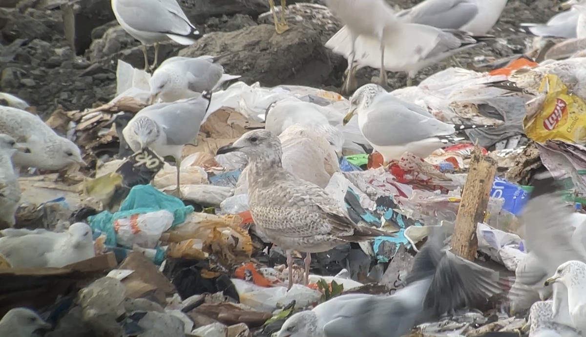 чайка sp. - ML647078344