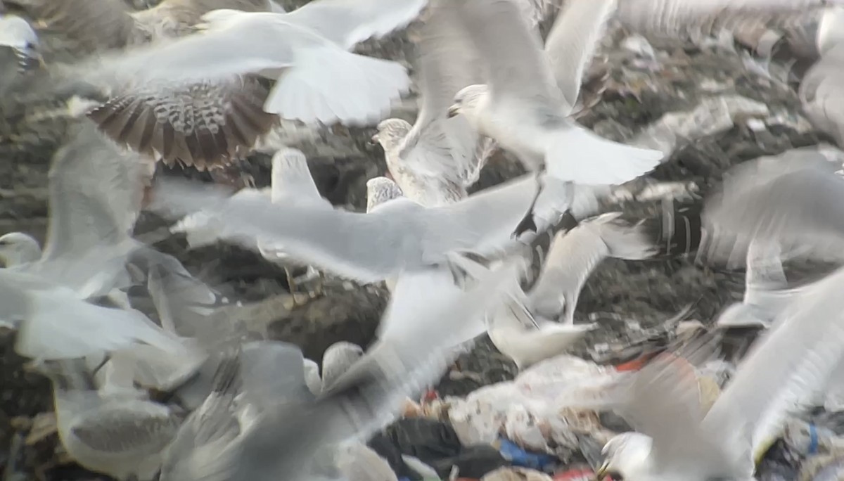 чайка sp. - ML647078347