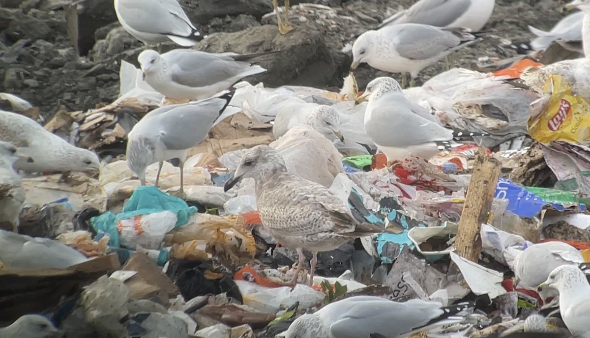 чайка sp. - ML647078348