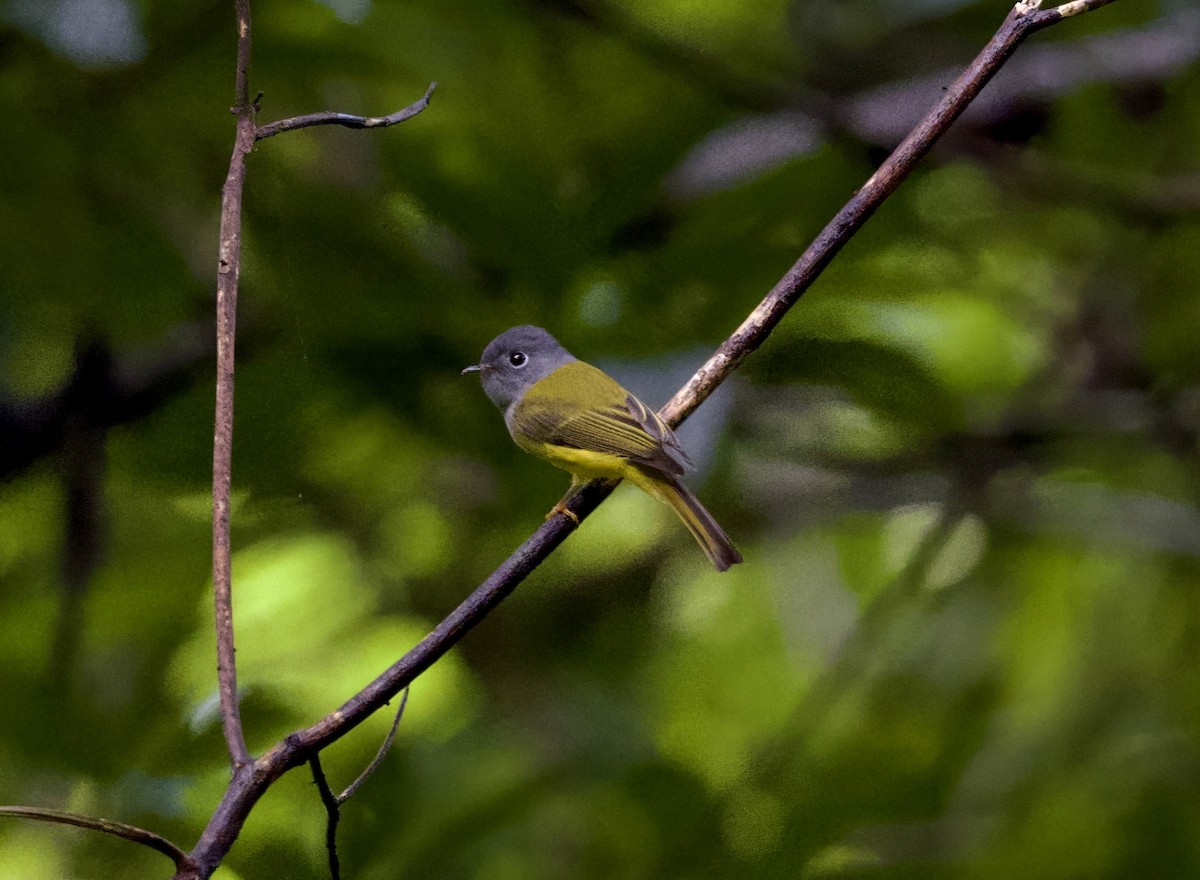 Gray-headed Canary-Flycatcher - ML647078364