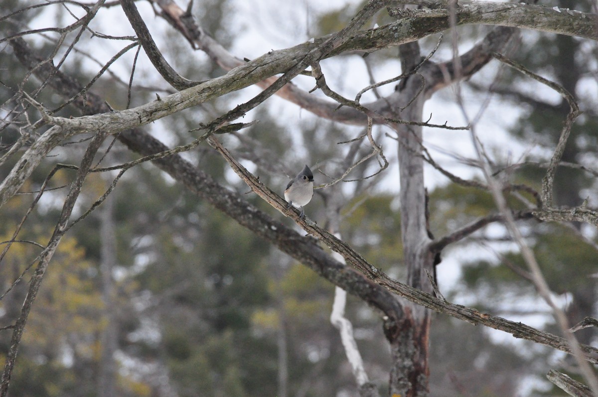 Tufted Titmouse - ML647078367