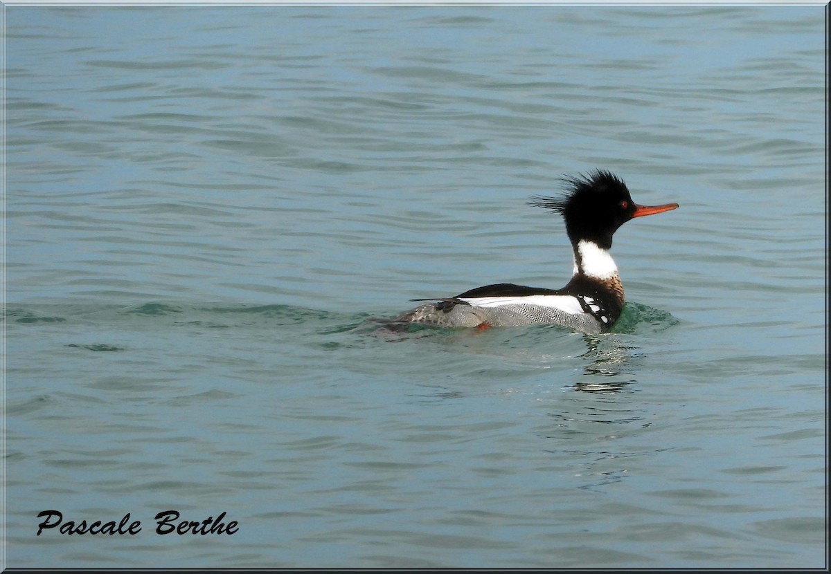 Harle huppé - ML647078369