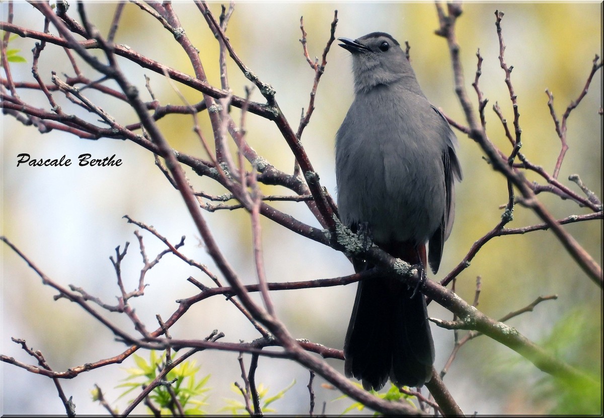 Moqueur chat - ML647078378