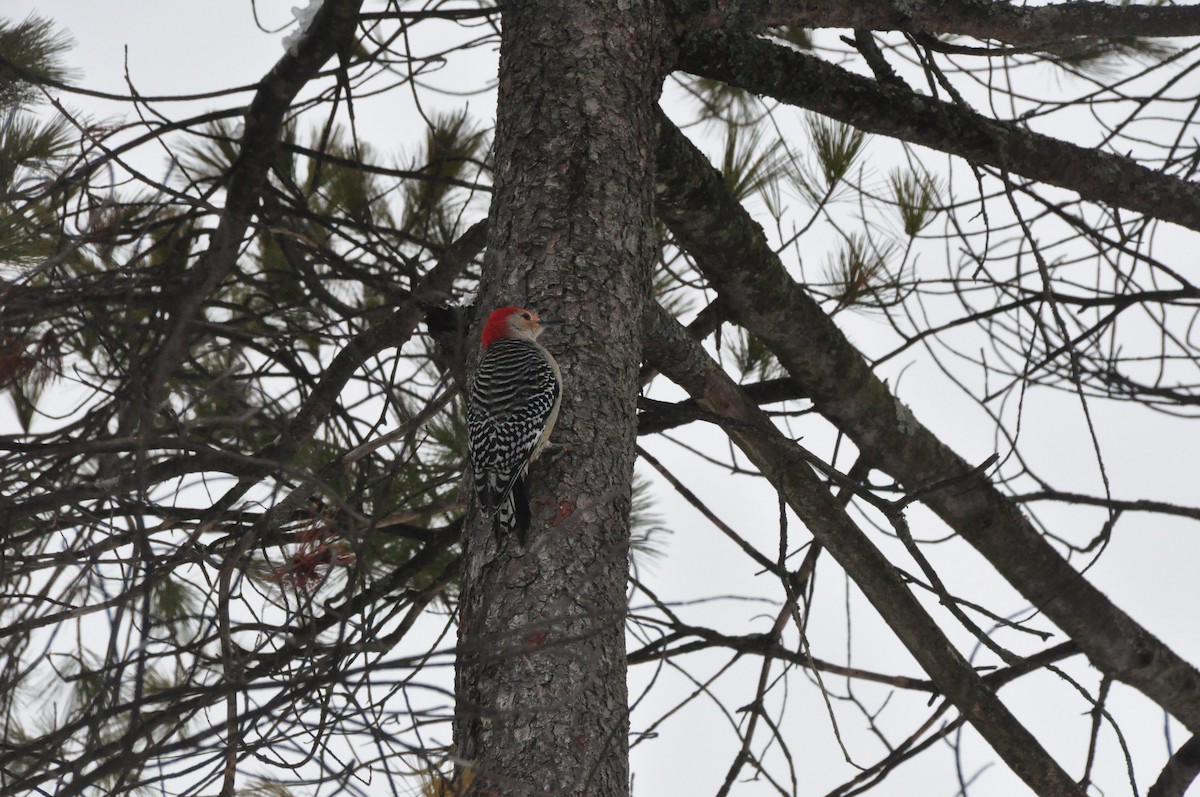 Red-bellied Woodpecker - ML647078379