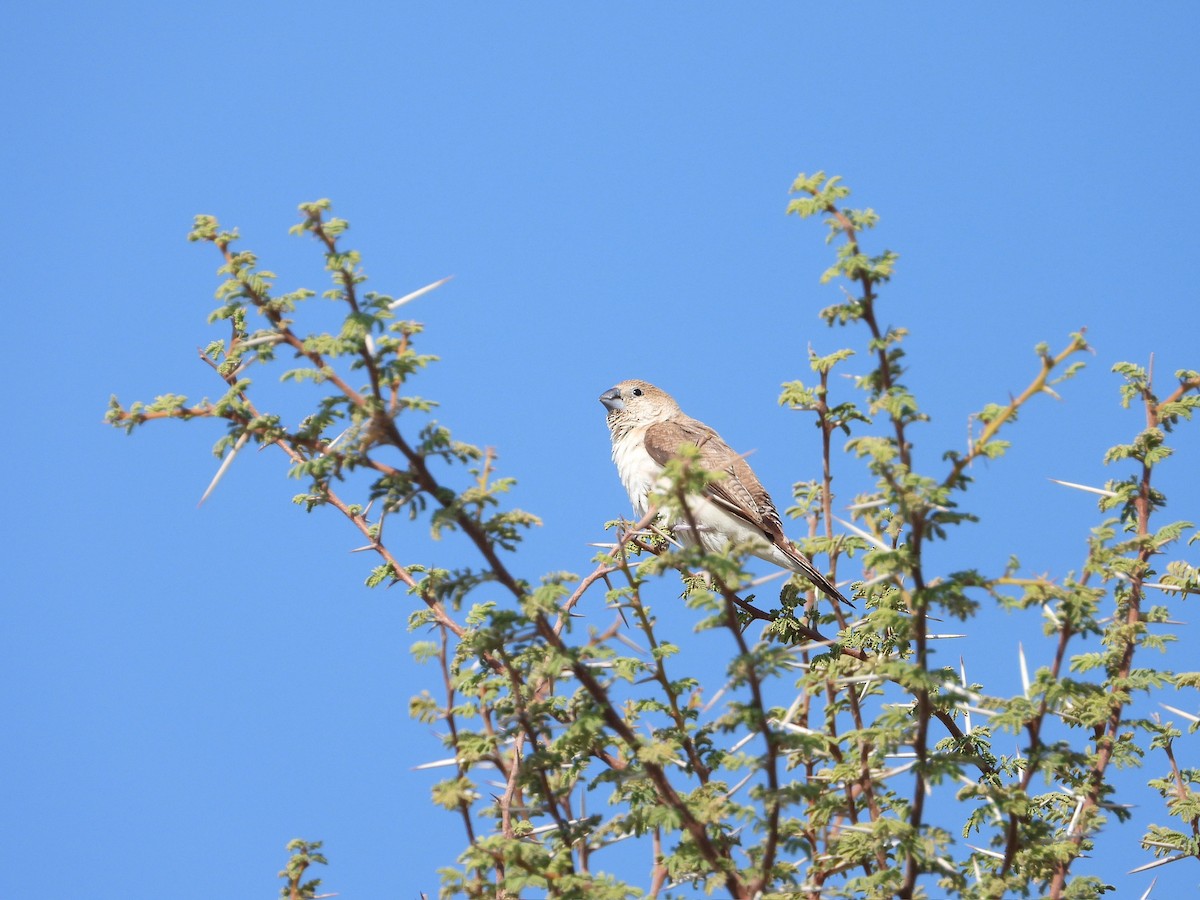 アフリカギンバシ - ML647078382