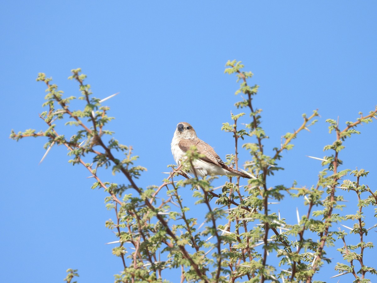 アフリカギンバシ - ML647078385