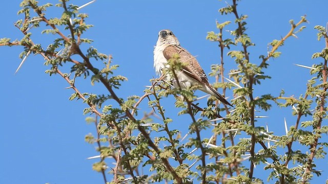 アフリカギンバシ - ML647078386