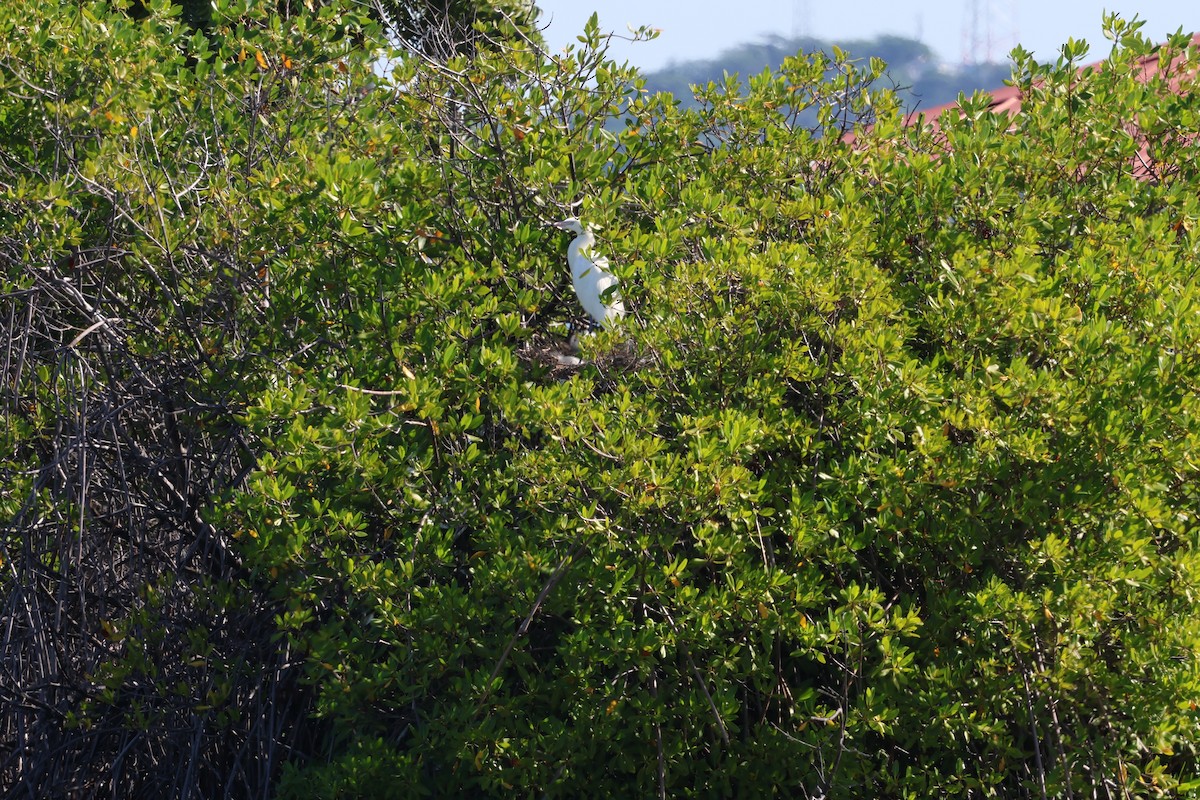 Kızılca Balıkçıl - ML647078387