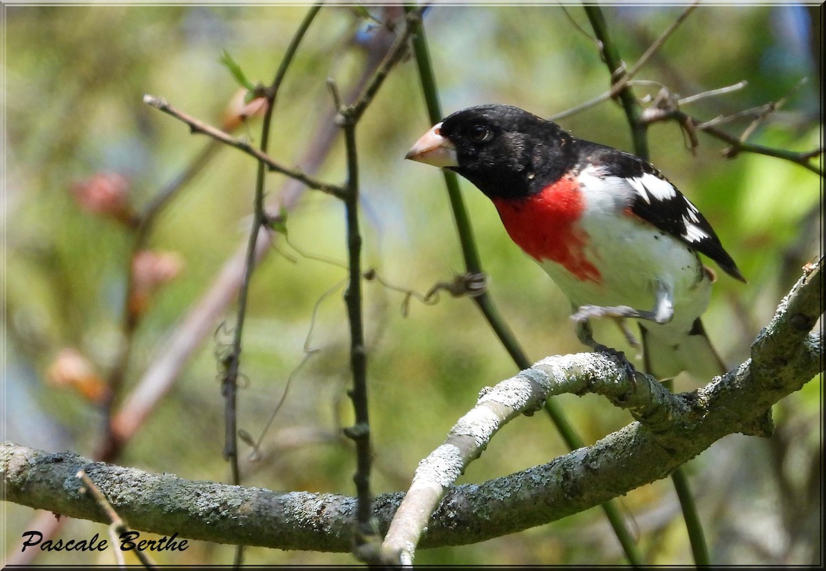 Cardinal à poitrine rose - ML647078388
