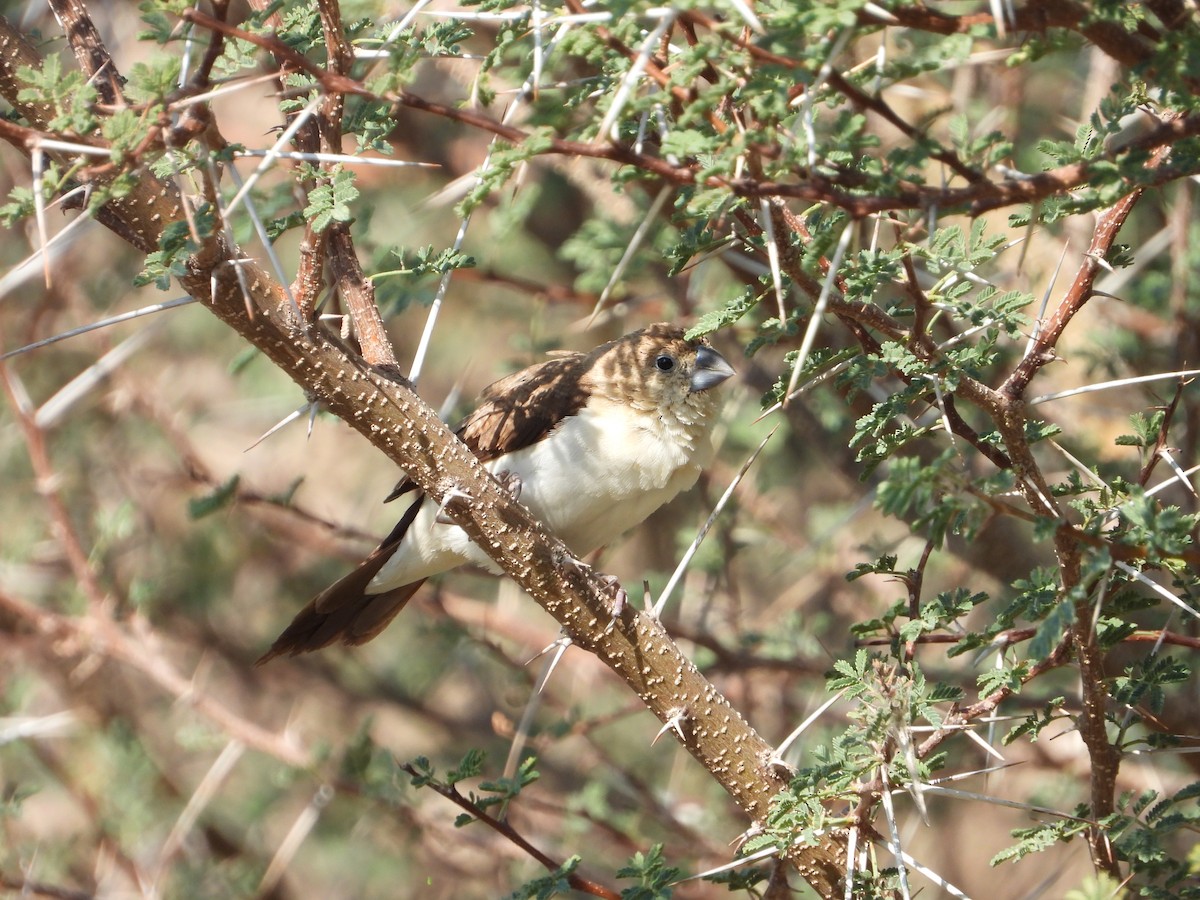 アフリカギンバシ - ML647078391