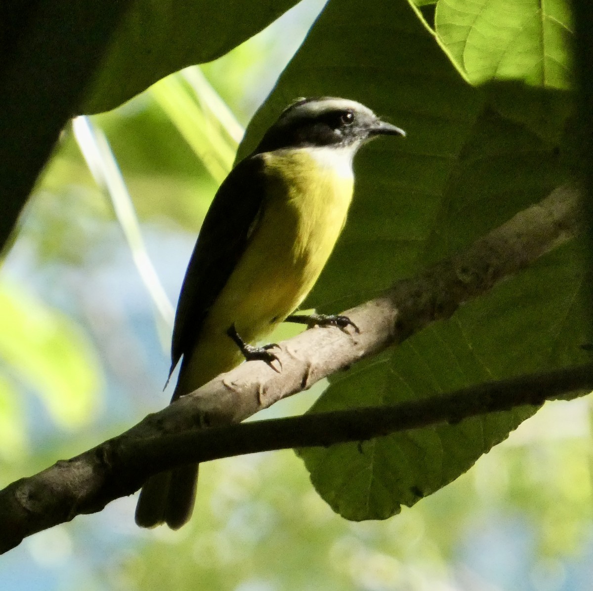 Social Flycatcher - ML647078394