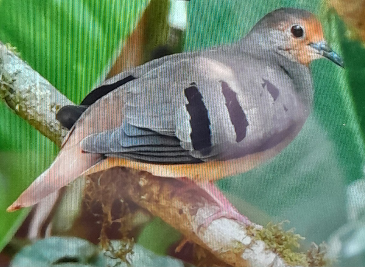 holoubek hnědoprsý - ML647078399