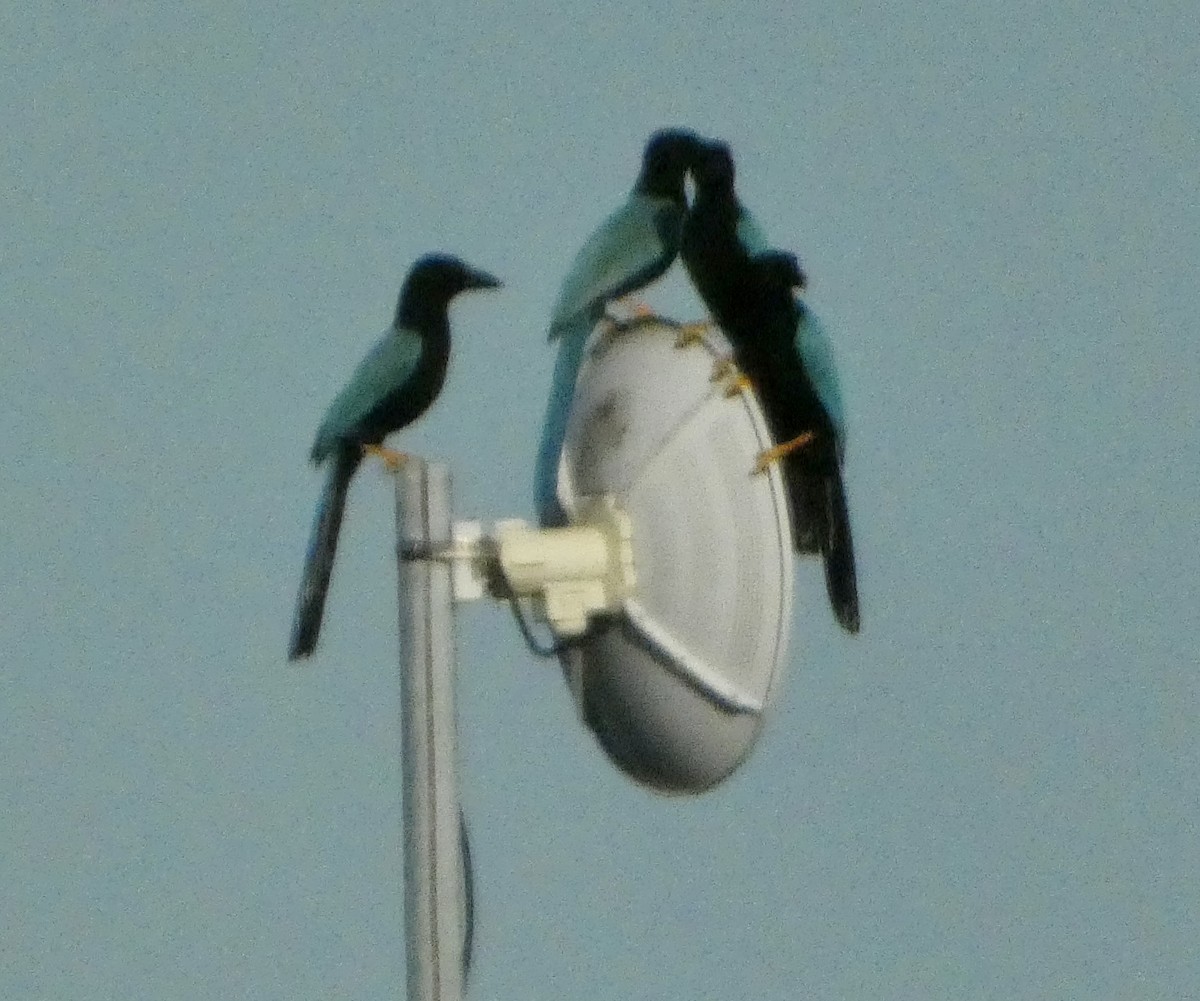 Yucatan Jay - ML647078403