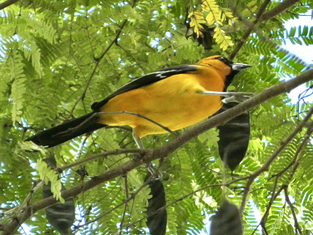 Orchard Oriole - ML647078413