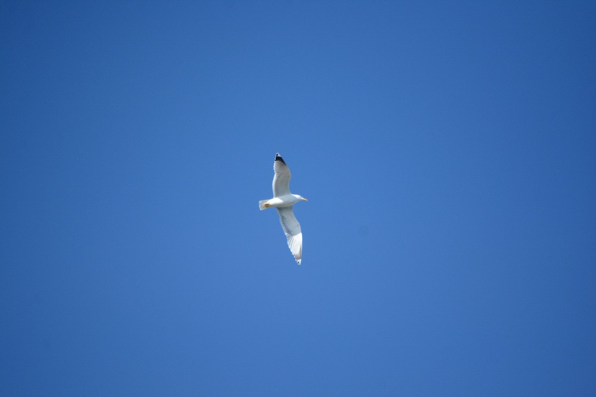 キアシセグロカモメ - ML647078414