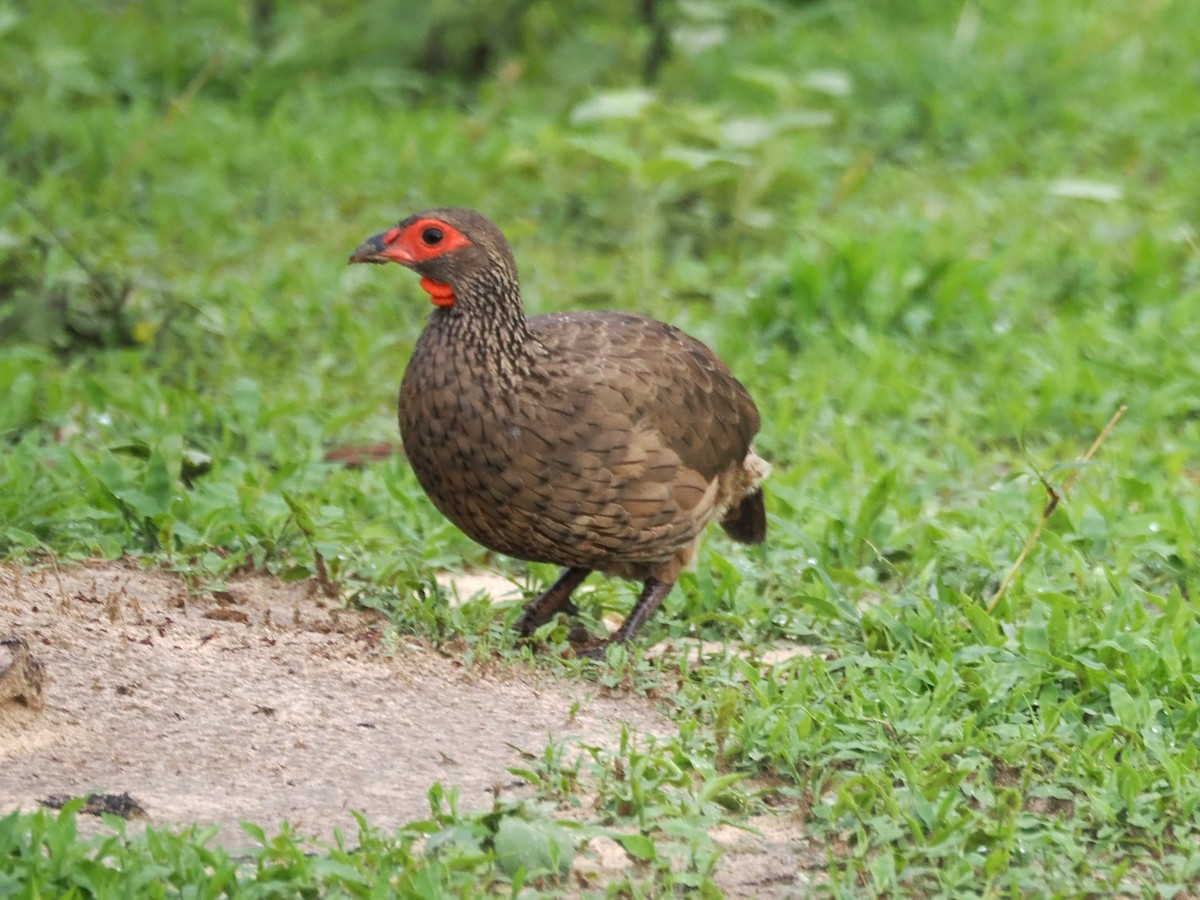 Swainson's Spurfowl - ML647078415