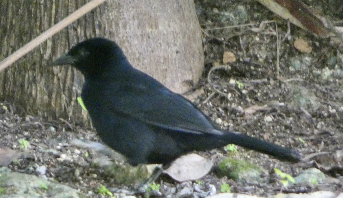 Melodious Blackbird - ML647078437