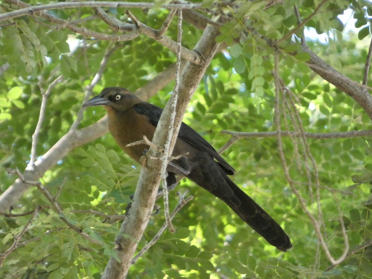 Great-tailed Grackle - ML647078460