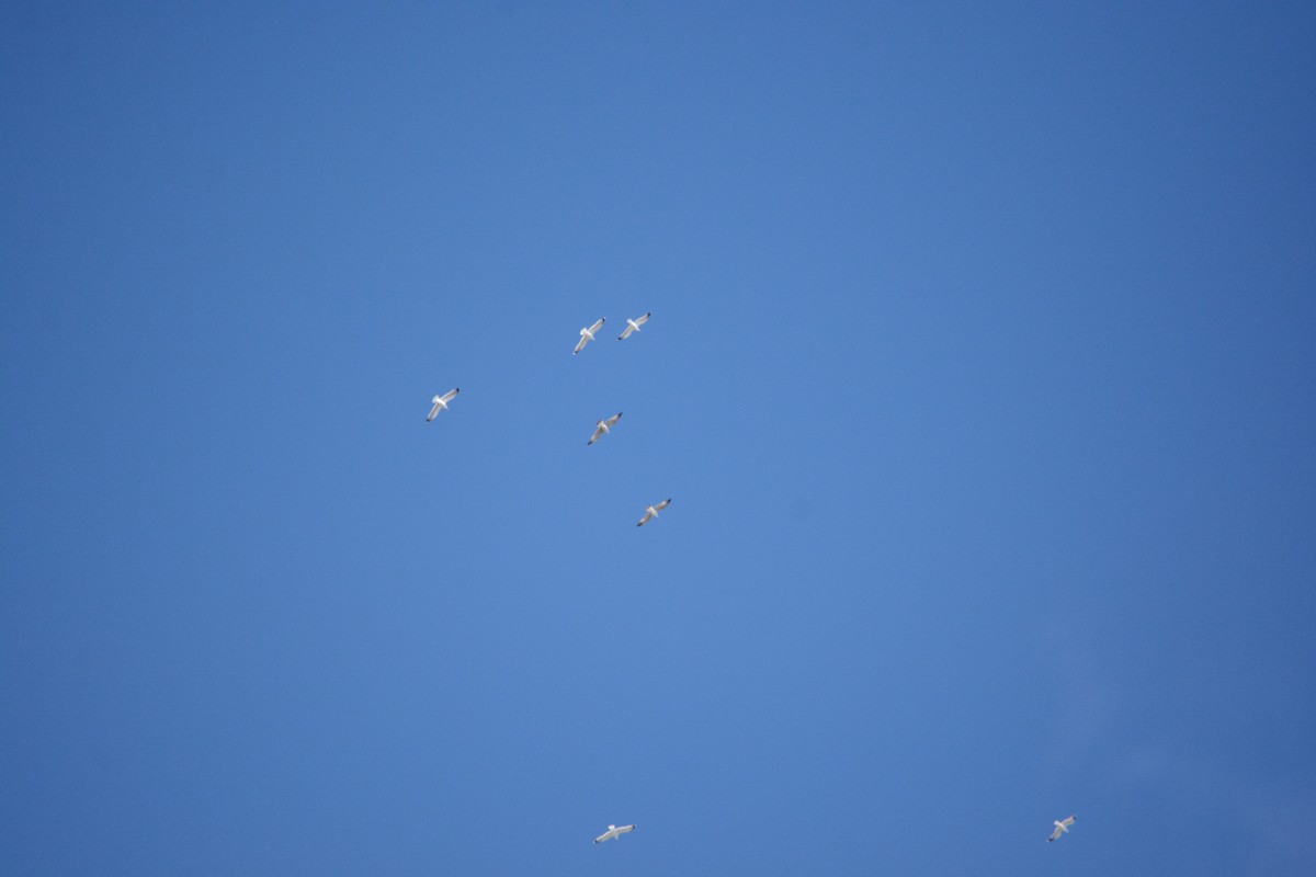 カモメ亜科 - ML647078464