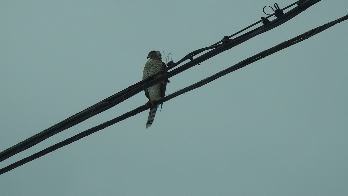 Cooper's Hawk - ML647078466