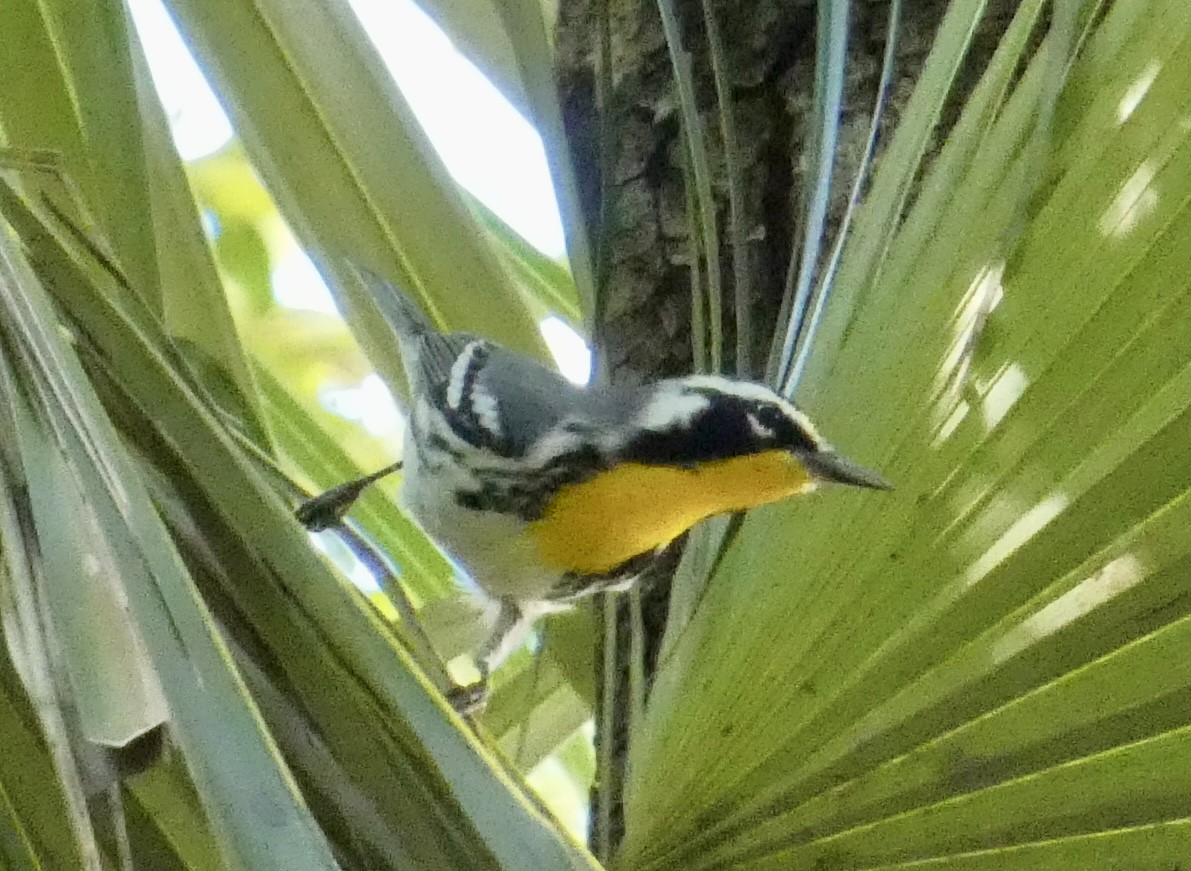 Yellow-throated Warbler - ML647078469