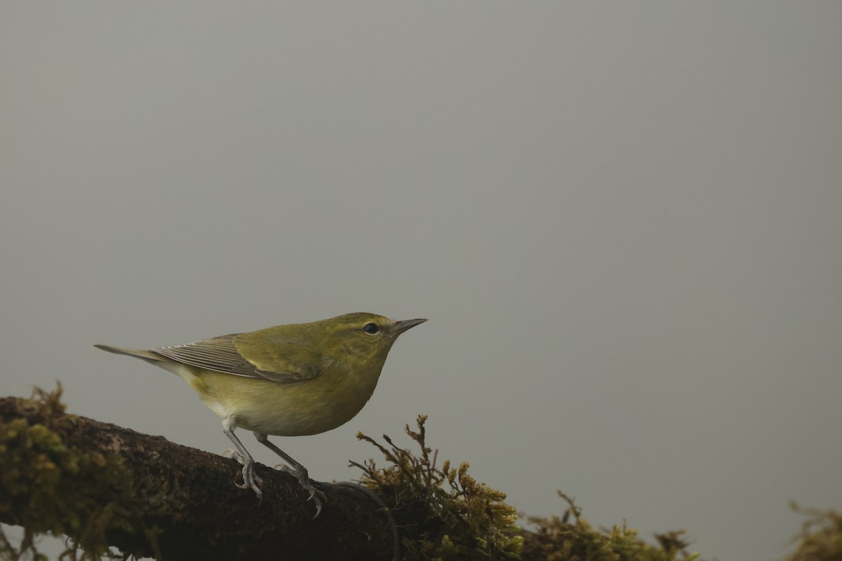 Червоїд світлобровий - ML647078474