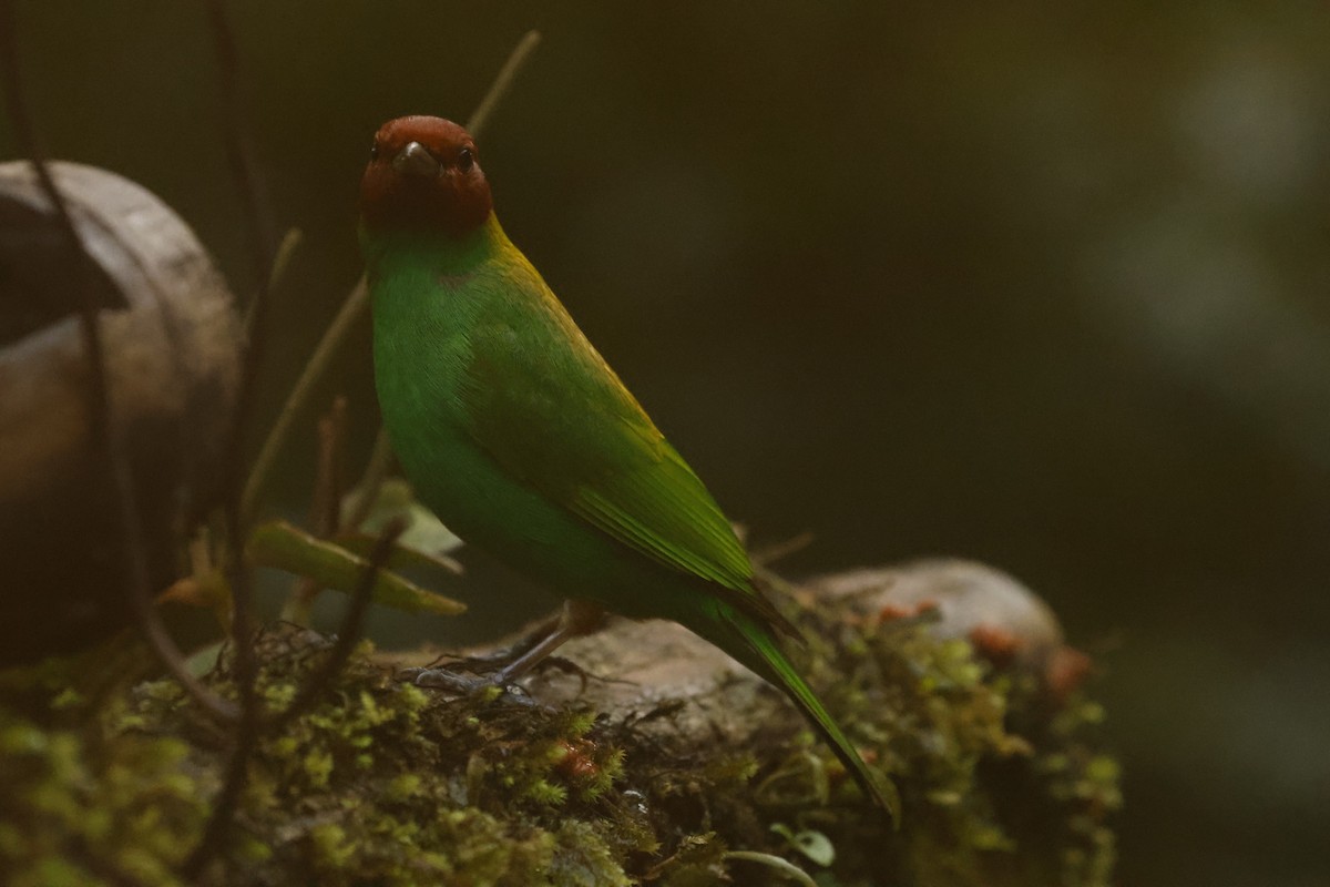 Bay-headed Tanager (Bay-and-green) - ML647078482