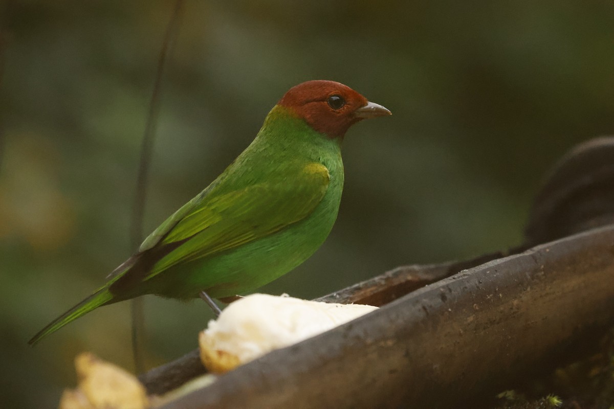 Bay-headed Tanager (Bay-and-green) - ML647078483