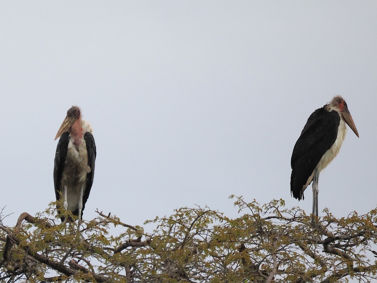Marabou Stork - ML647078490