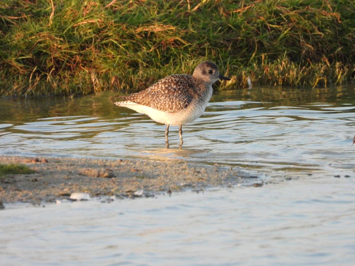 Black-bellied Plover - ML647078491