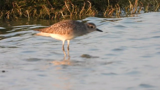 Black-bellied Plover - ML647078493