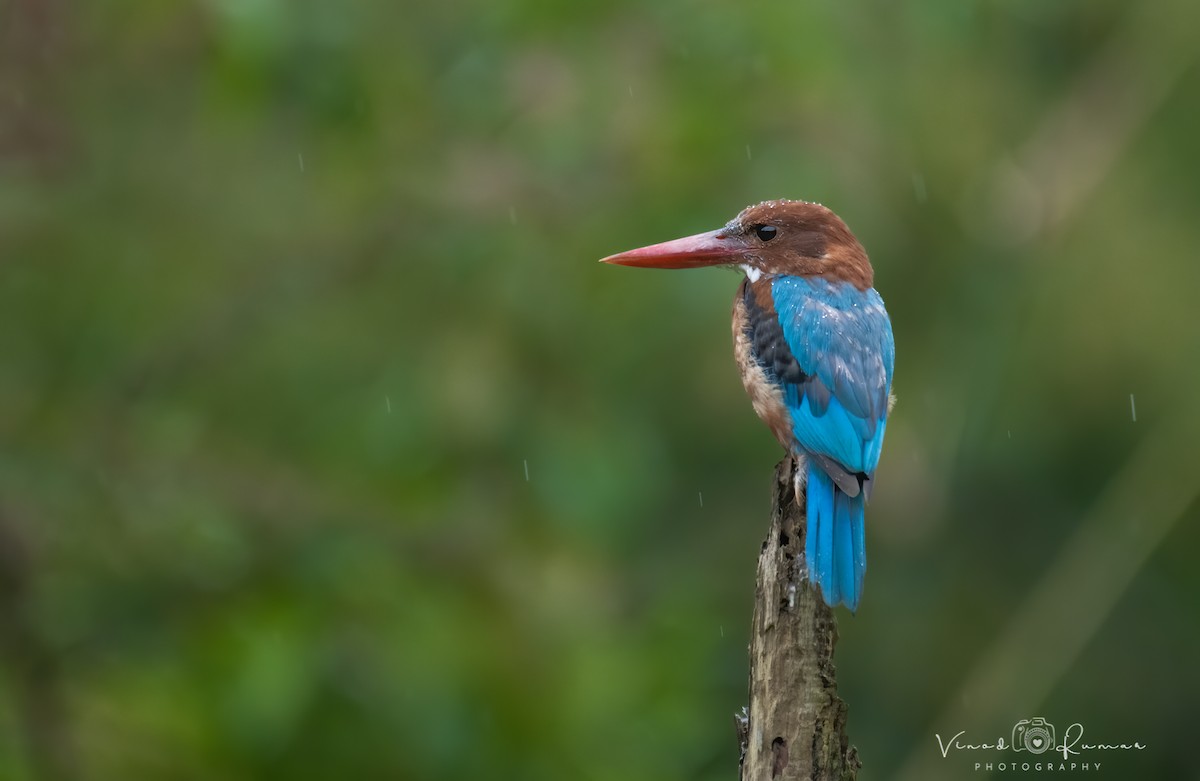 White-throated Kingfisher - ML647078506