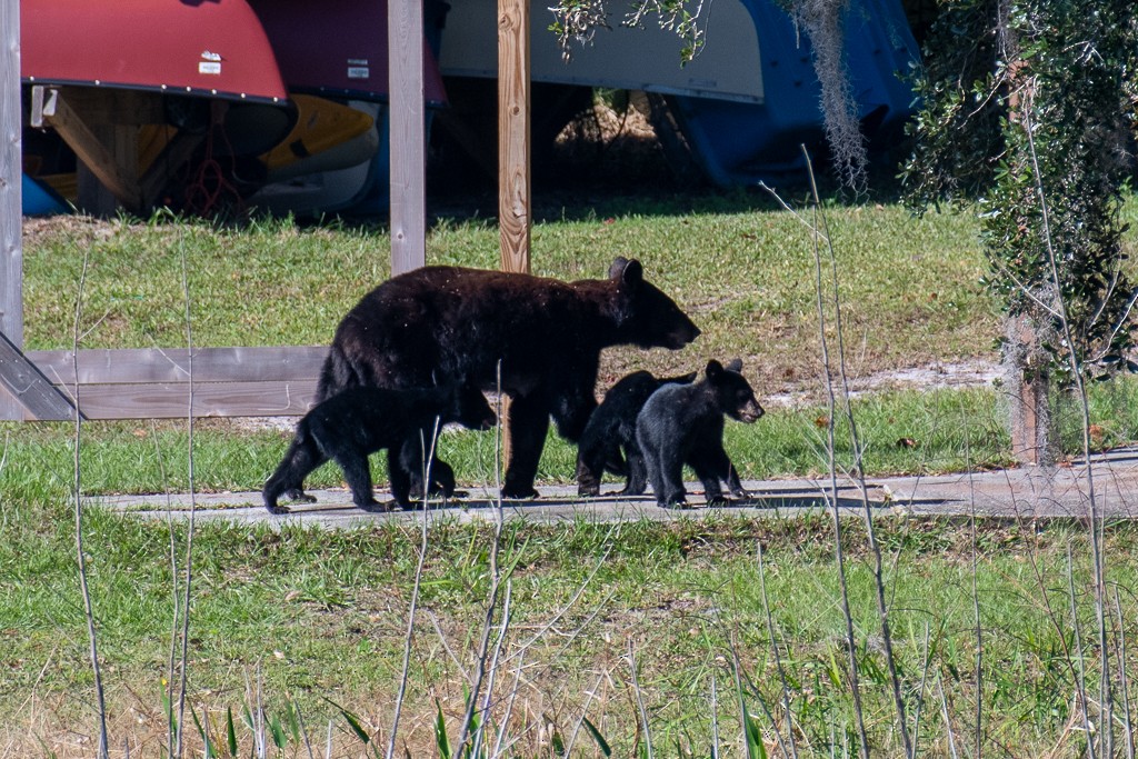 Eastern Black Bear - ML647078511