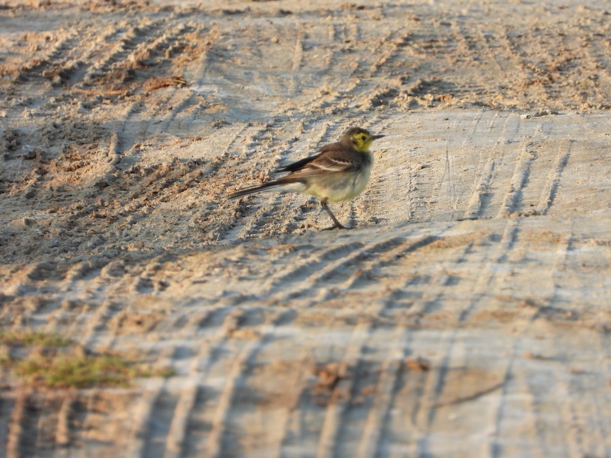נחליאלי לימוני - ML647078529