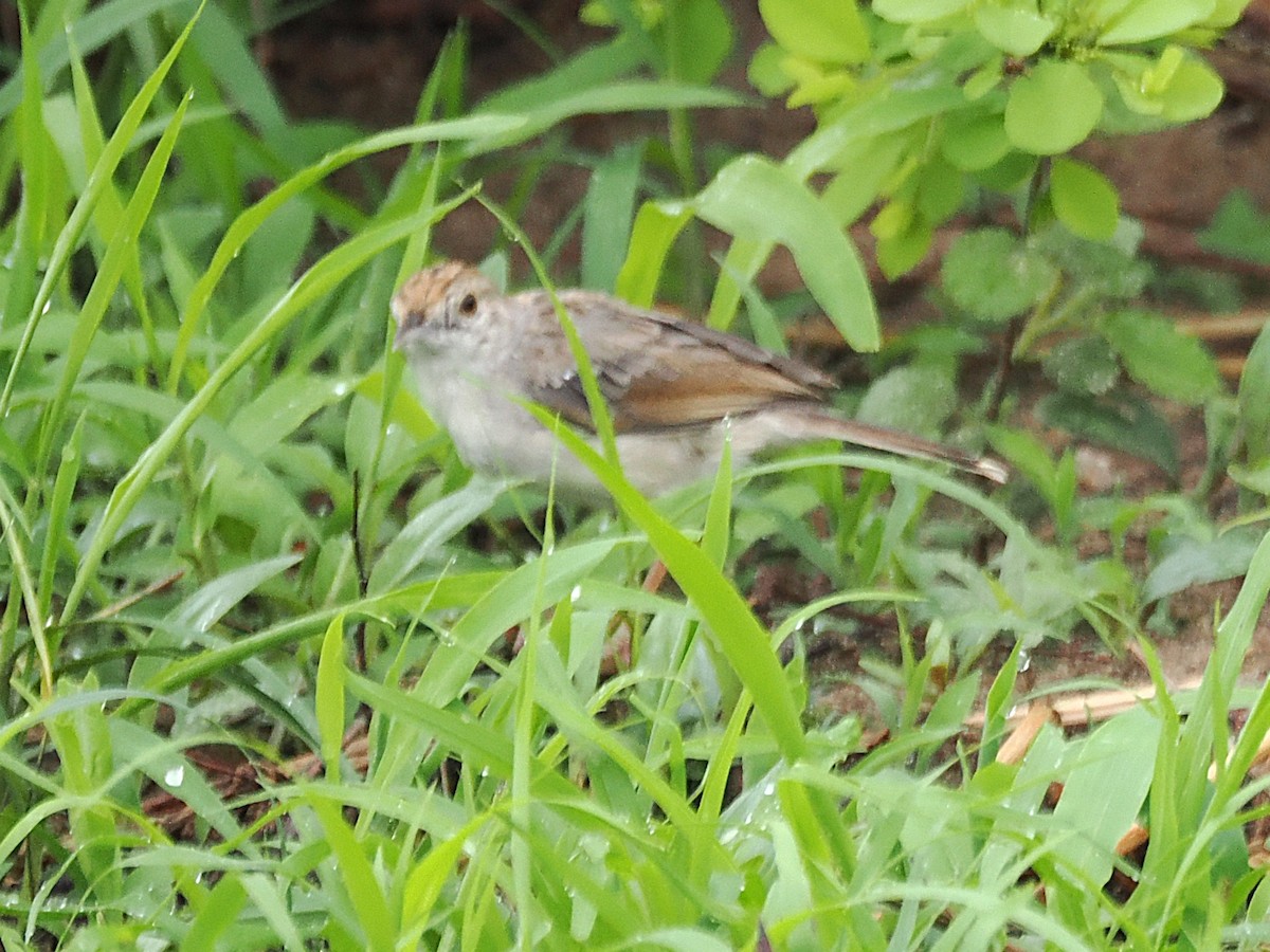 Rattling Cisticola - ML647078532