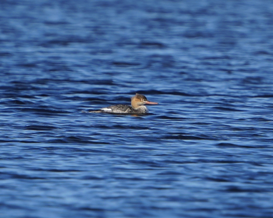 מרגון בינוני - ML647078536