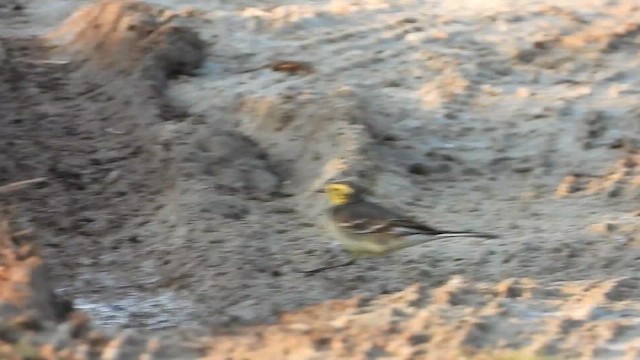 נחליאלי לימוני - ML647078537