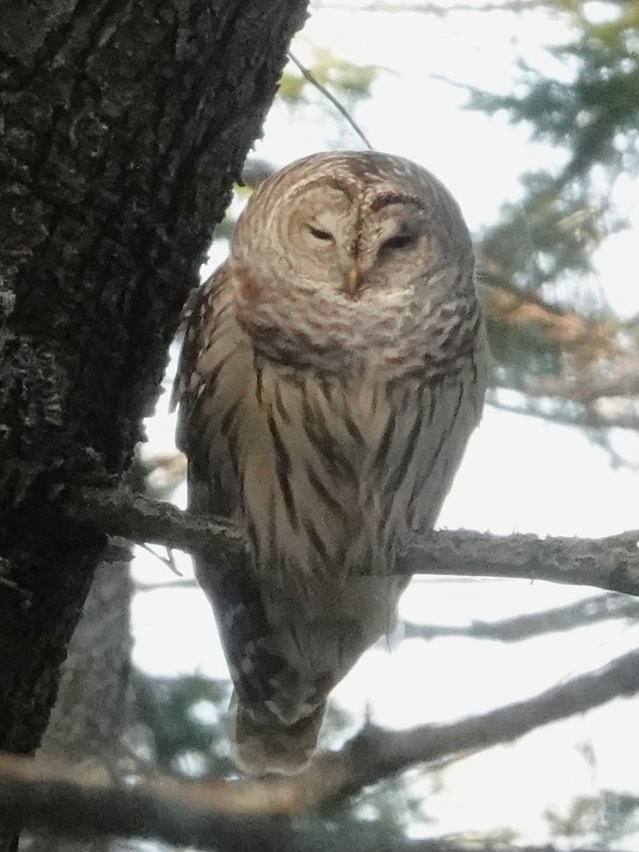 Barred Owl - ML647078539
