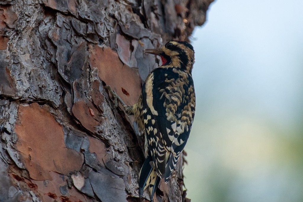 Yellow-bellied Sapsucker - ML647078540