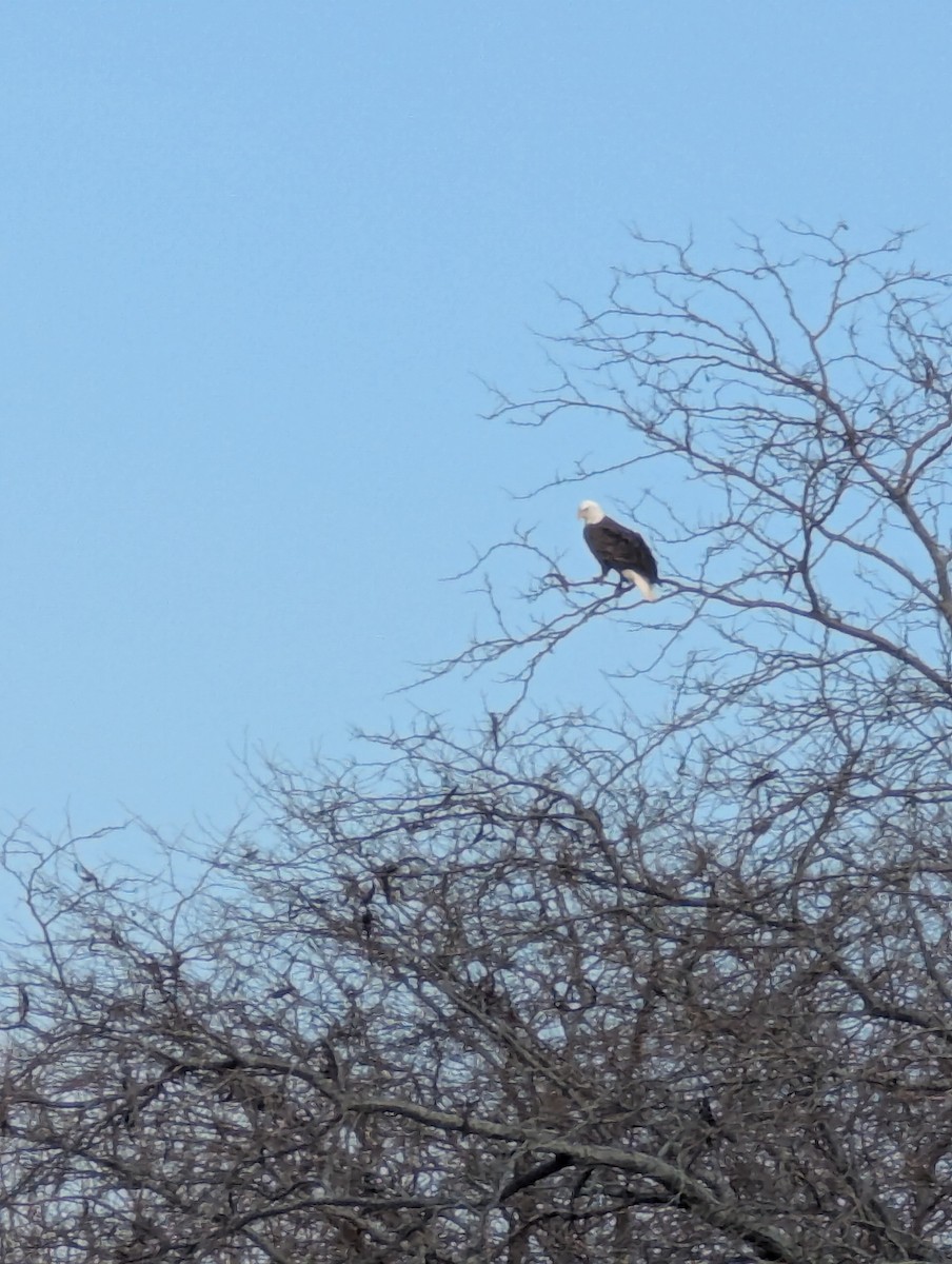 orel bělohlavý - ML647078555