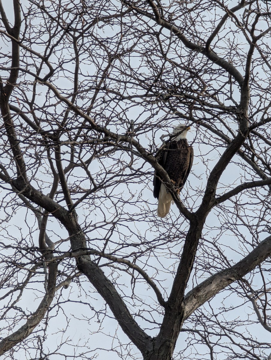 Bald Eagle - ML647078556