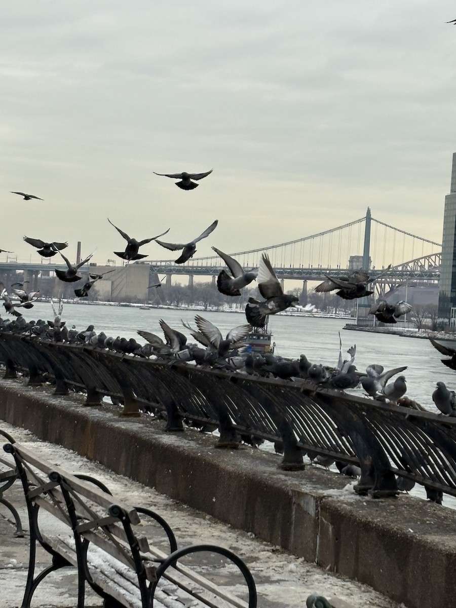 Kaya Güvercini (evcil tip) - ML647078558