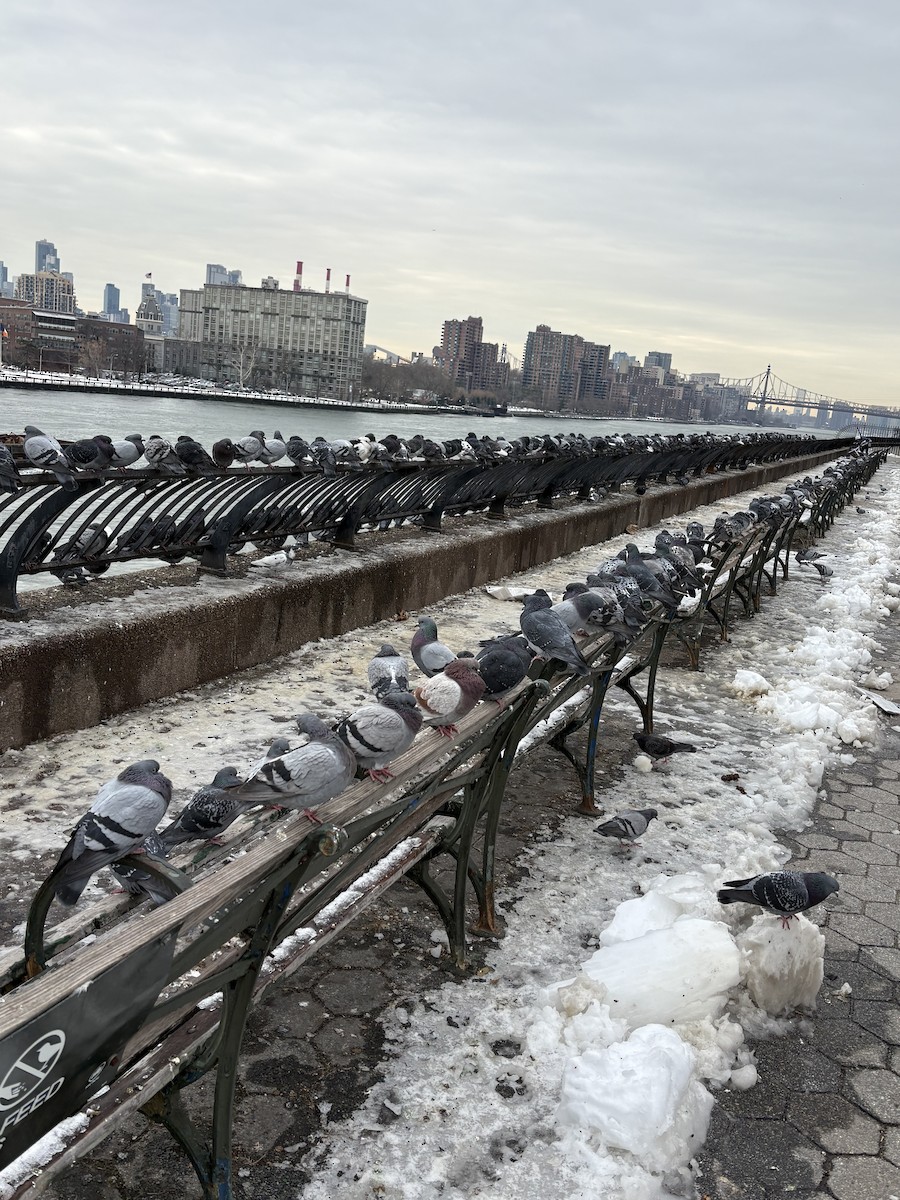 Kaya Güvercini (evcil tip) - ML647078559