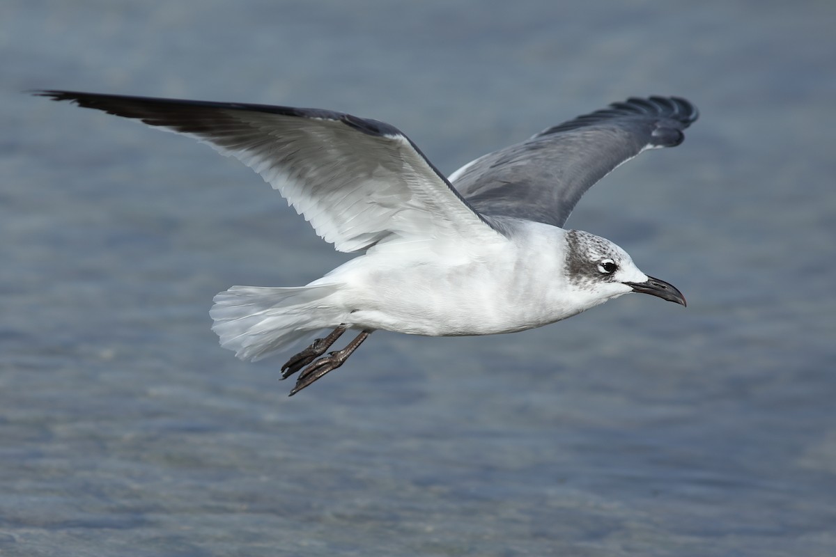 ワライカモメ - ML647078562