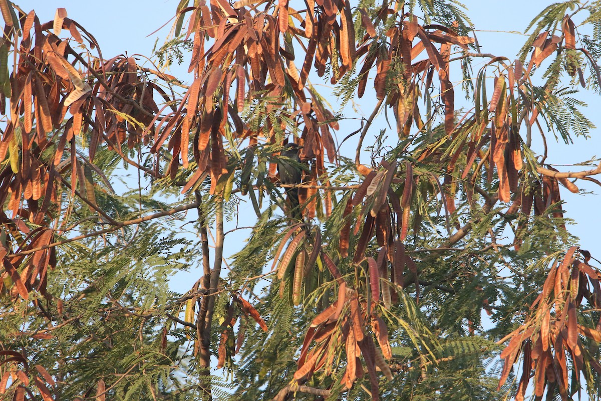 Long-tailed Minivet - ML647078568