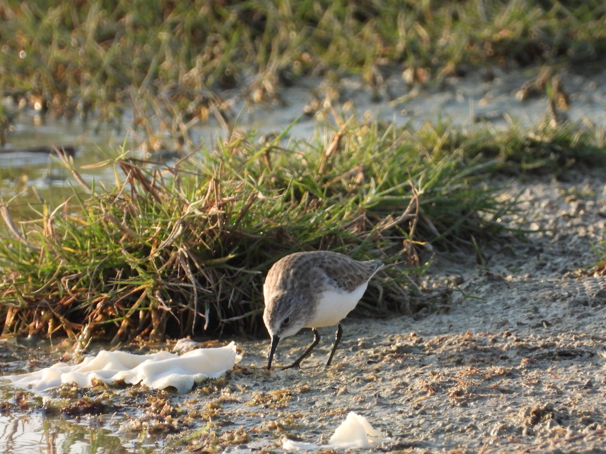 Dunlin - ML647078569