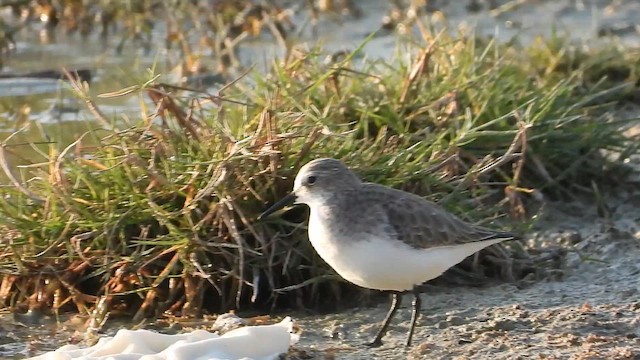 Dunlin - ML647078570